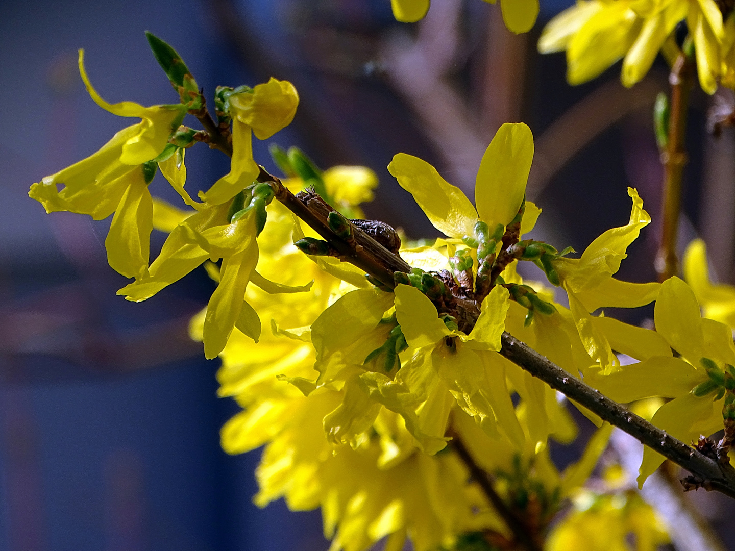 Die letzten Blüten