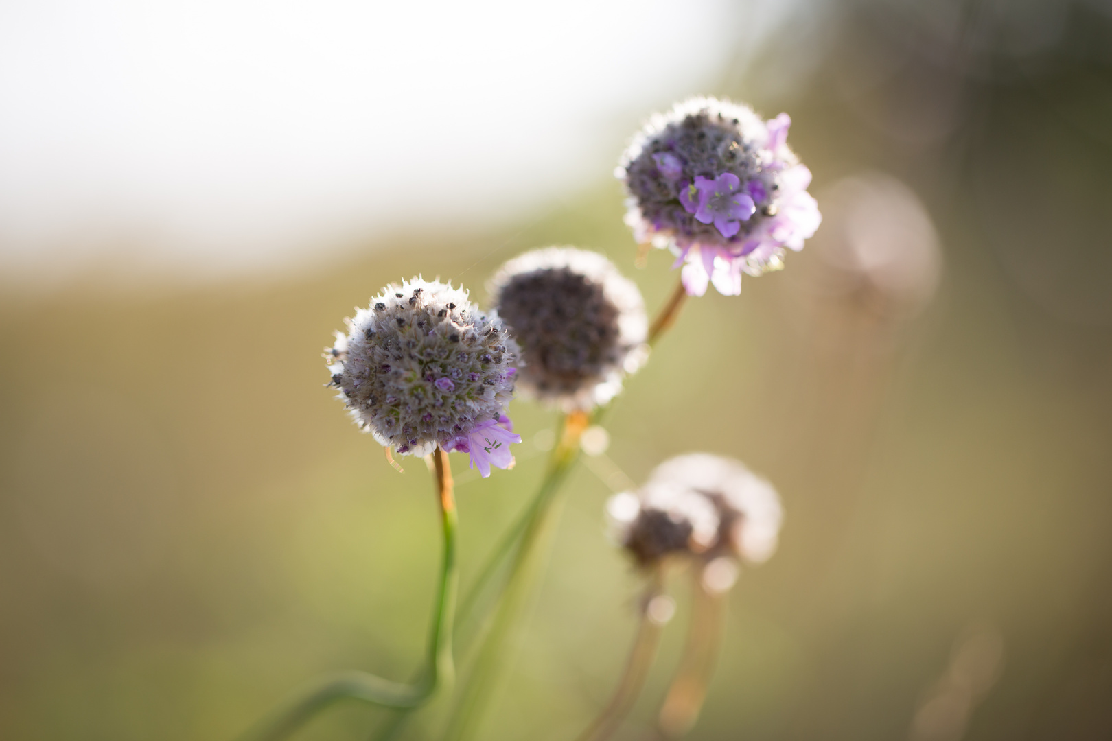 die letzten Blüten