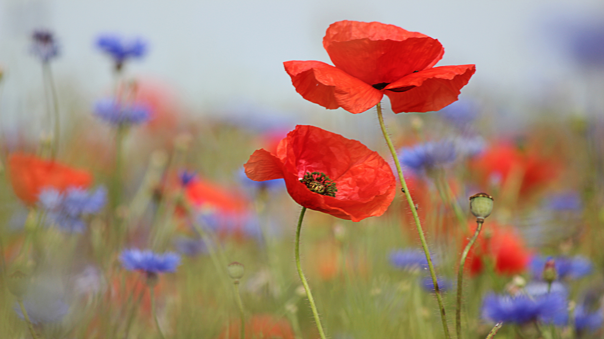 Die letzten Blüten