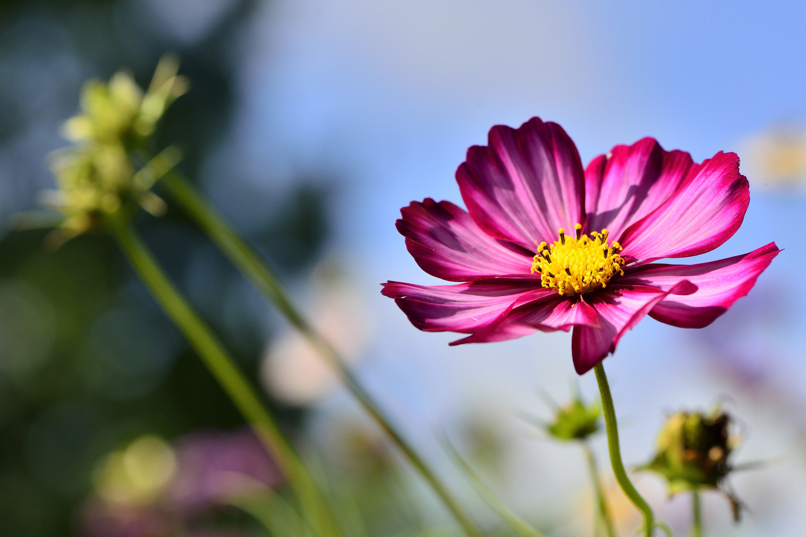 Die letzten Blüten..