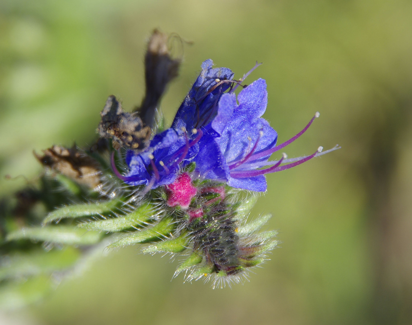 die letzten Blüten