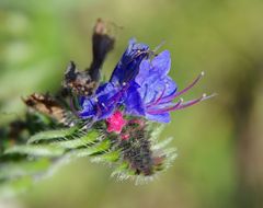 die letzten Blüten