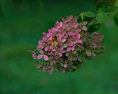 Die letzten Blüten