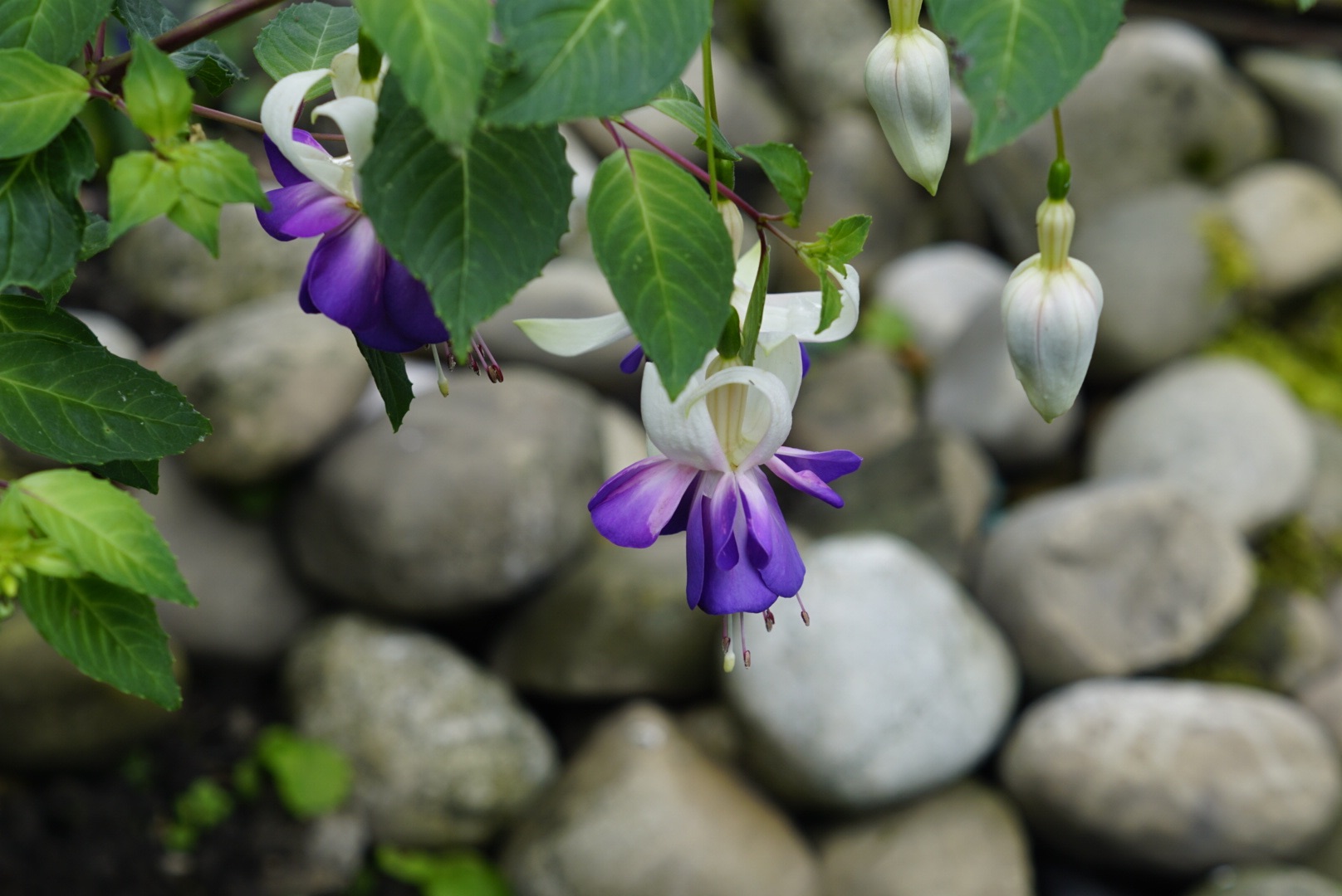 Die letzten Blüten