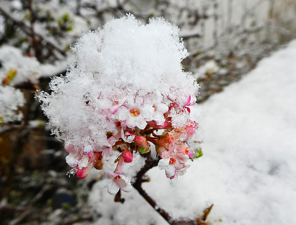 Die letzten Blüten...