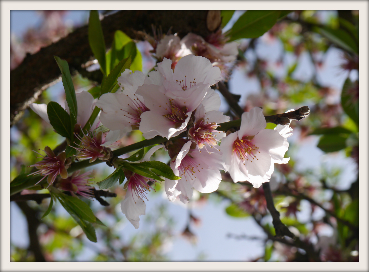 die letzten Blüten