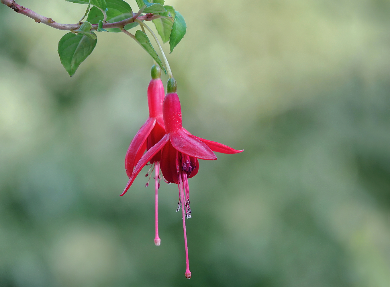 Die letzten Blüten