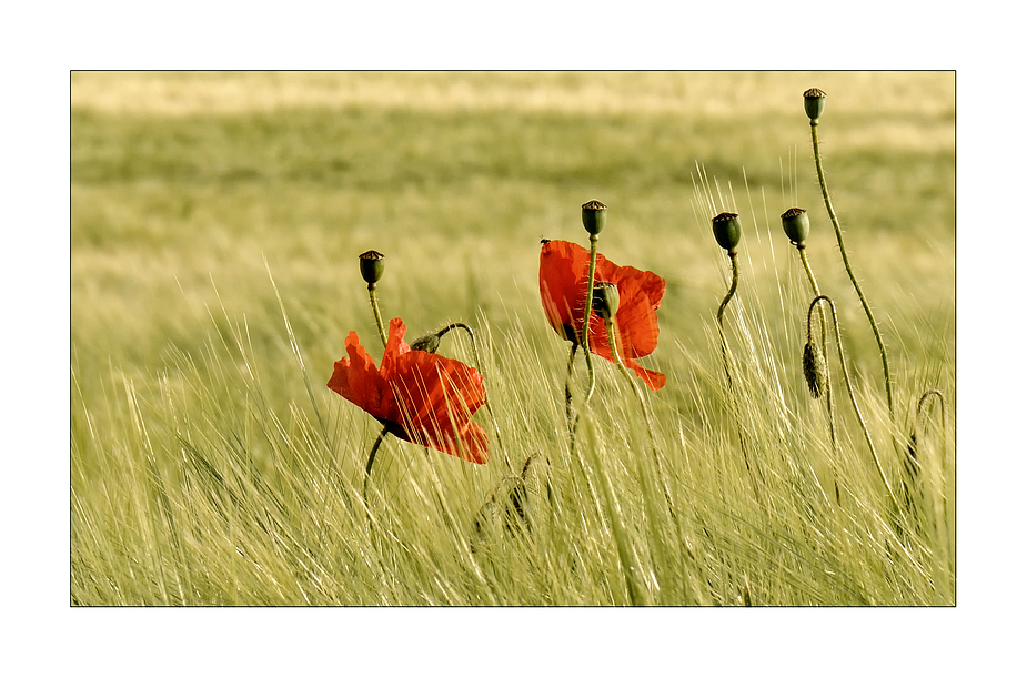 Die letzten Blüten