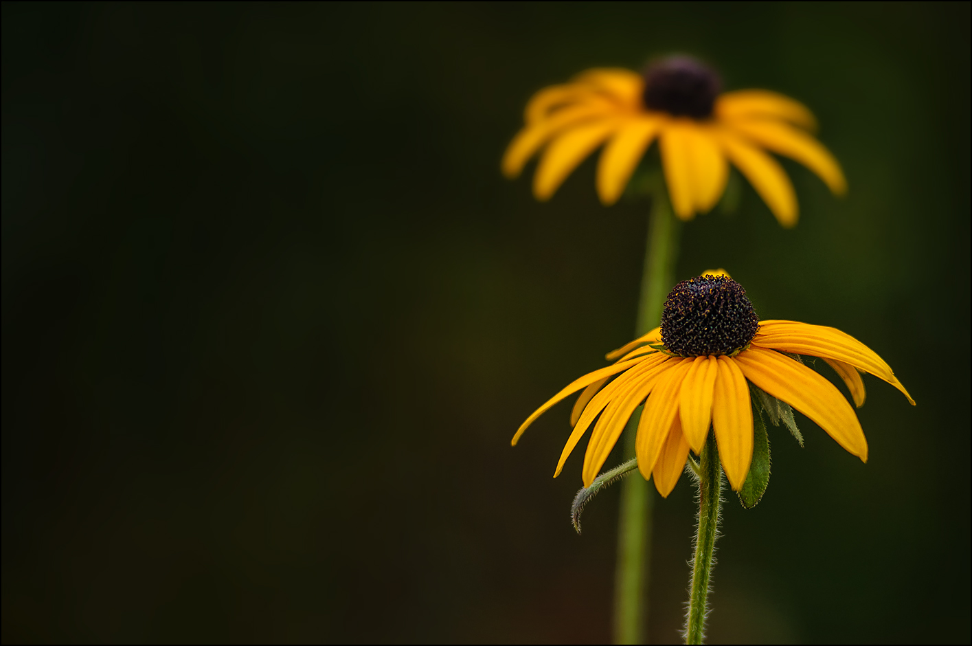 Die letzten Blüten...