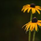 Die letzten Blüten...