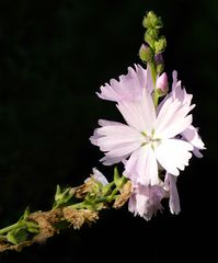 Die letzten Blüten....