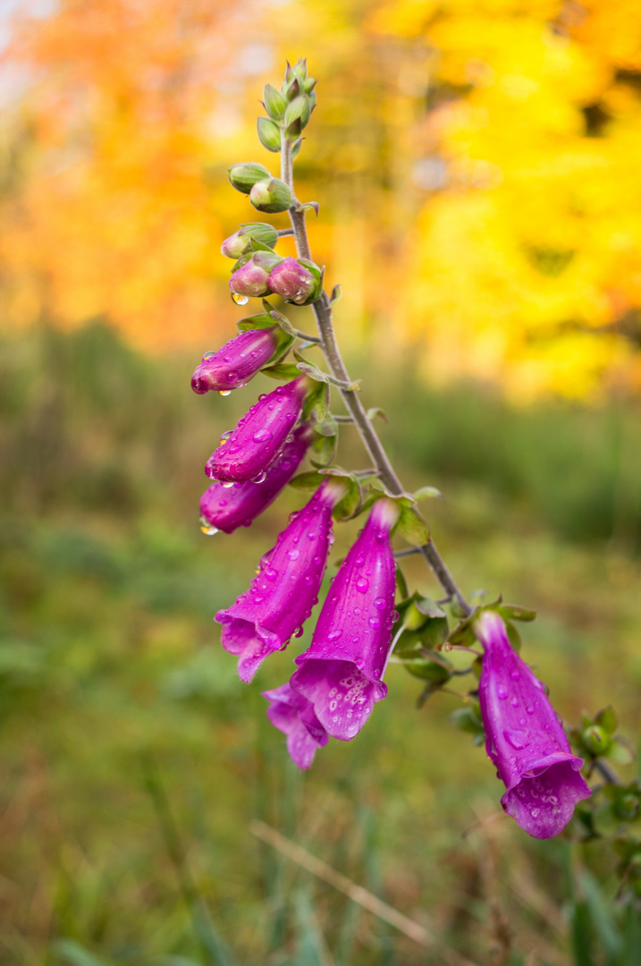 Die letzten Blüten !