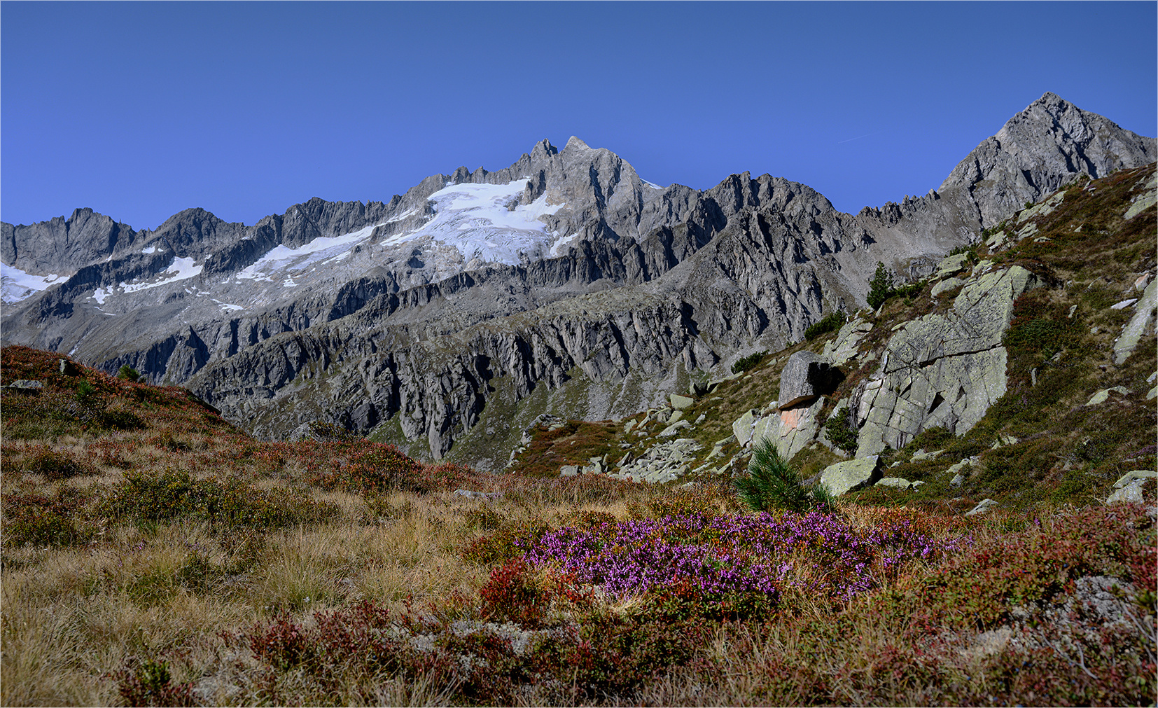 die letzten Blüten