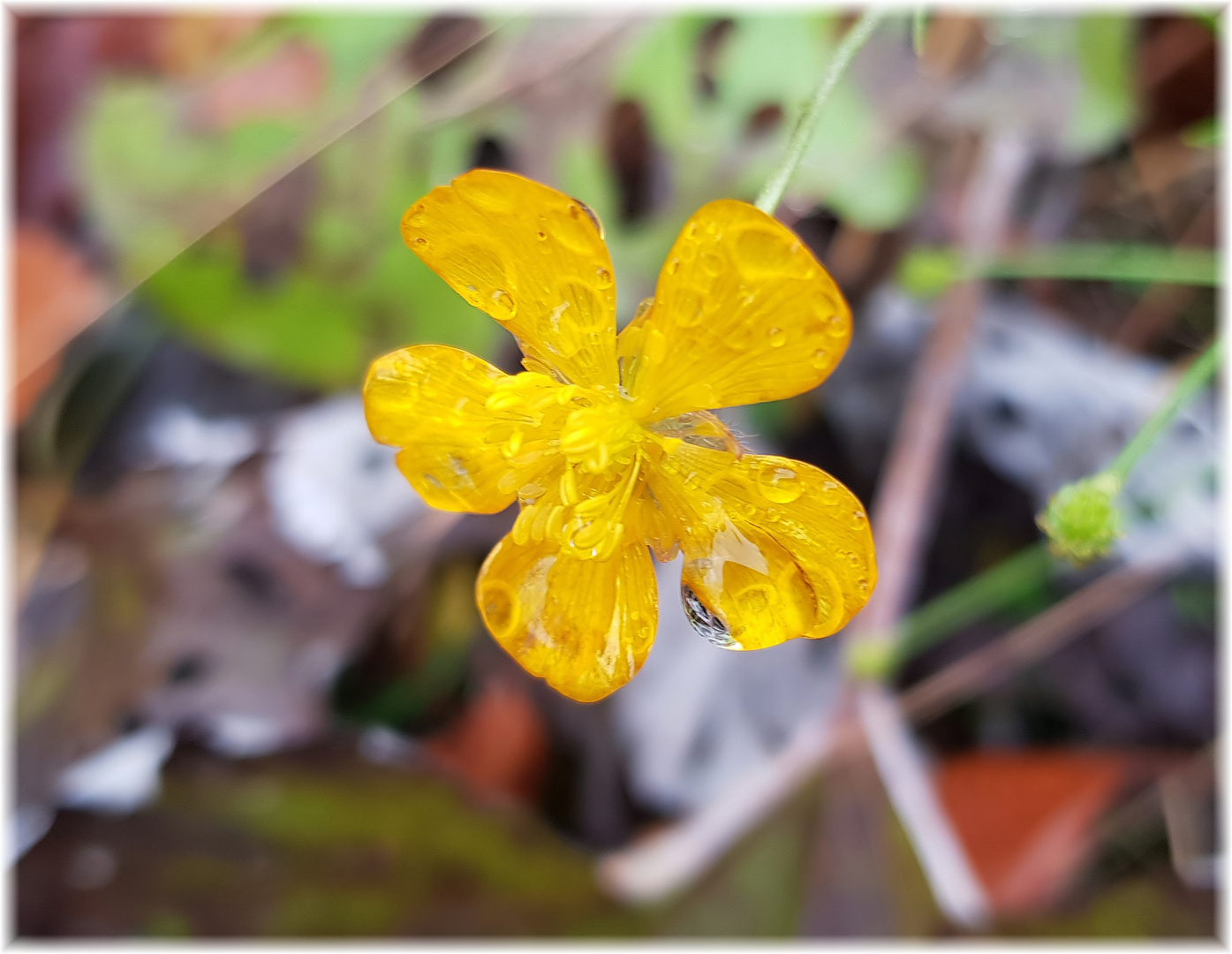 Die letzten Blüten...