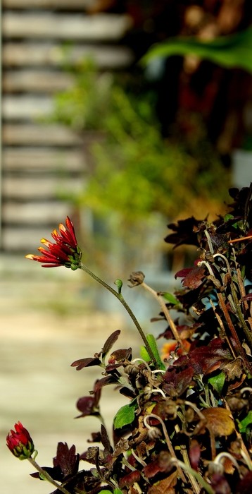 die letzten Blüten