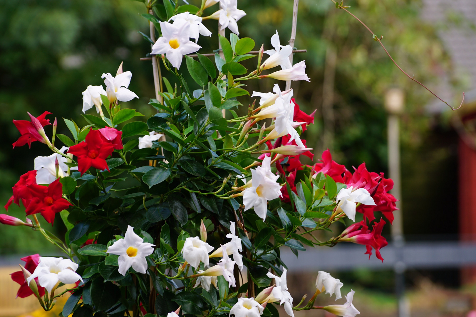 die letzten Blüten