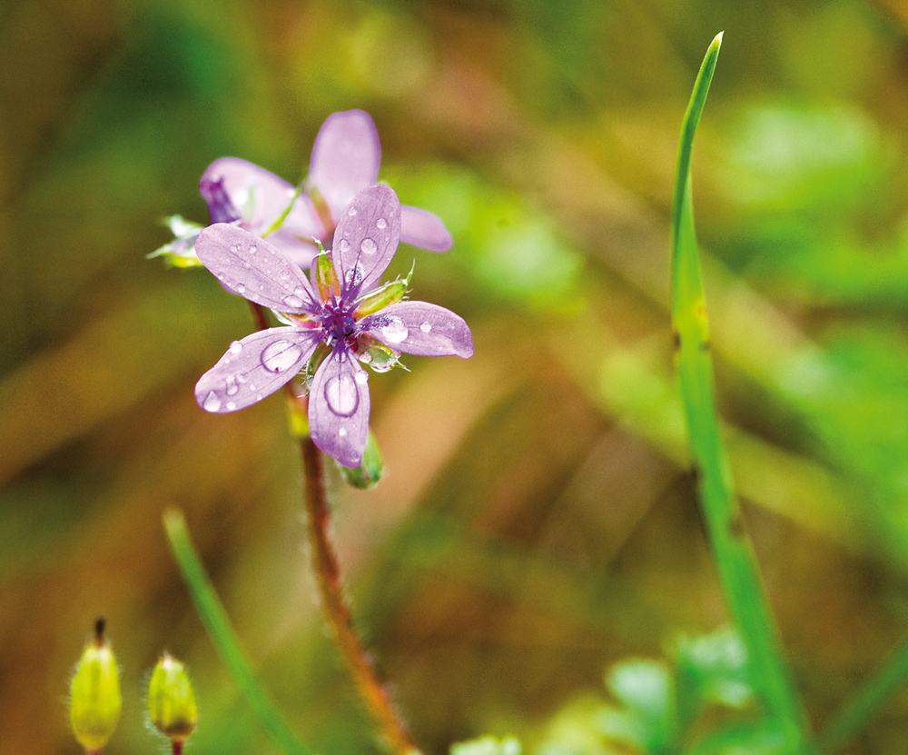 Die letzten Blüten