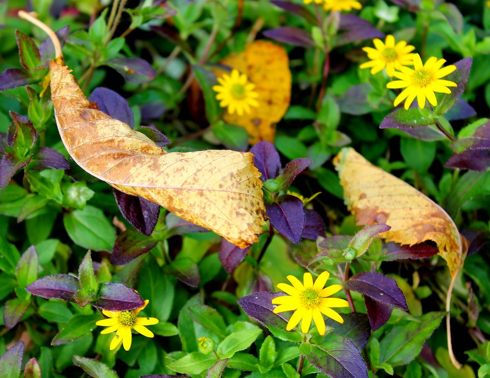 die letzten Blüten