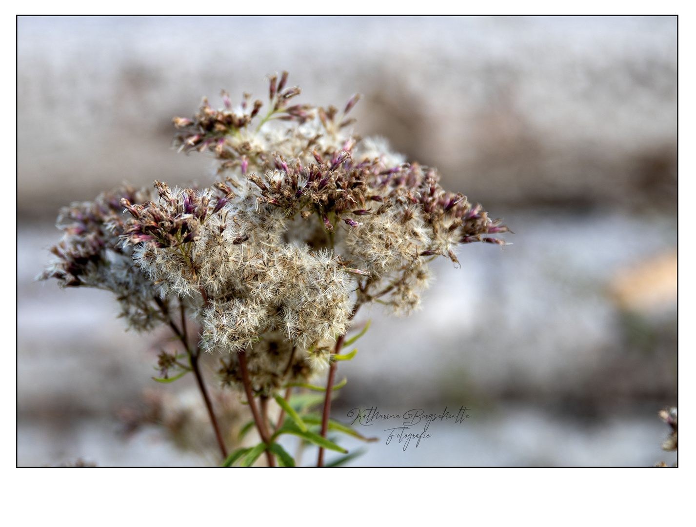 Die letzten Blüten