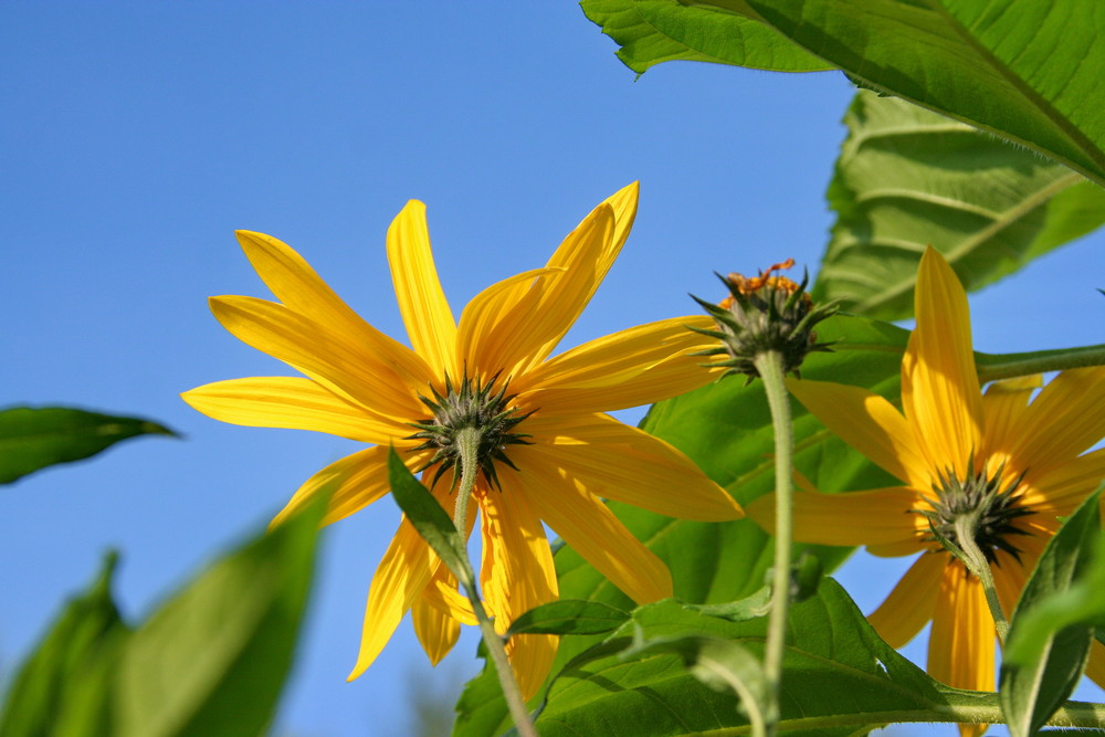 die letzten Blüten