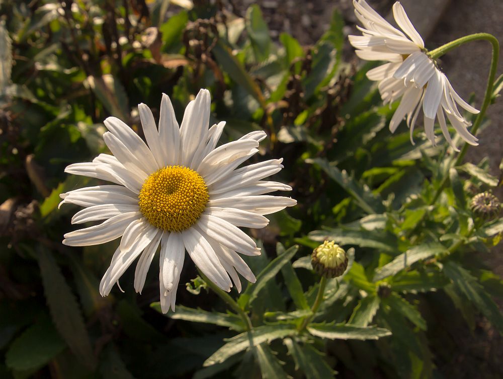 die letzten Blüten