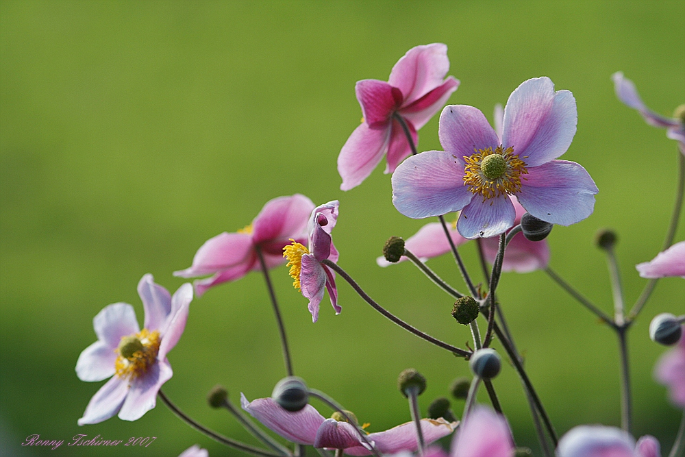 Die letzten Blüten