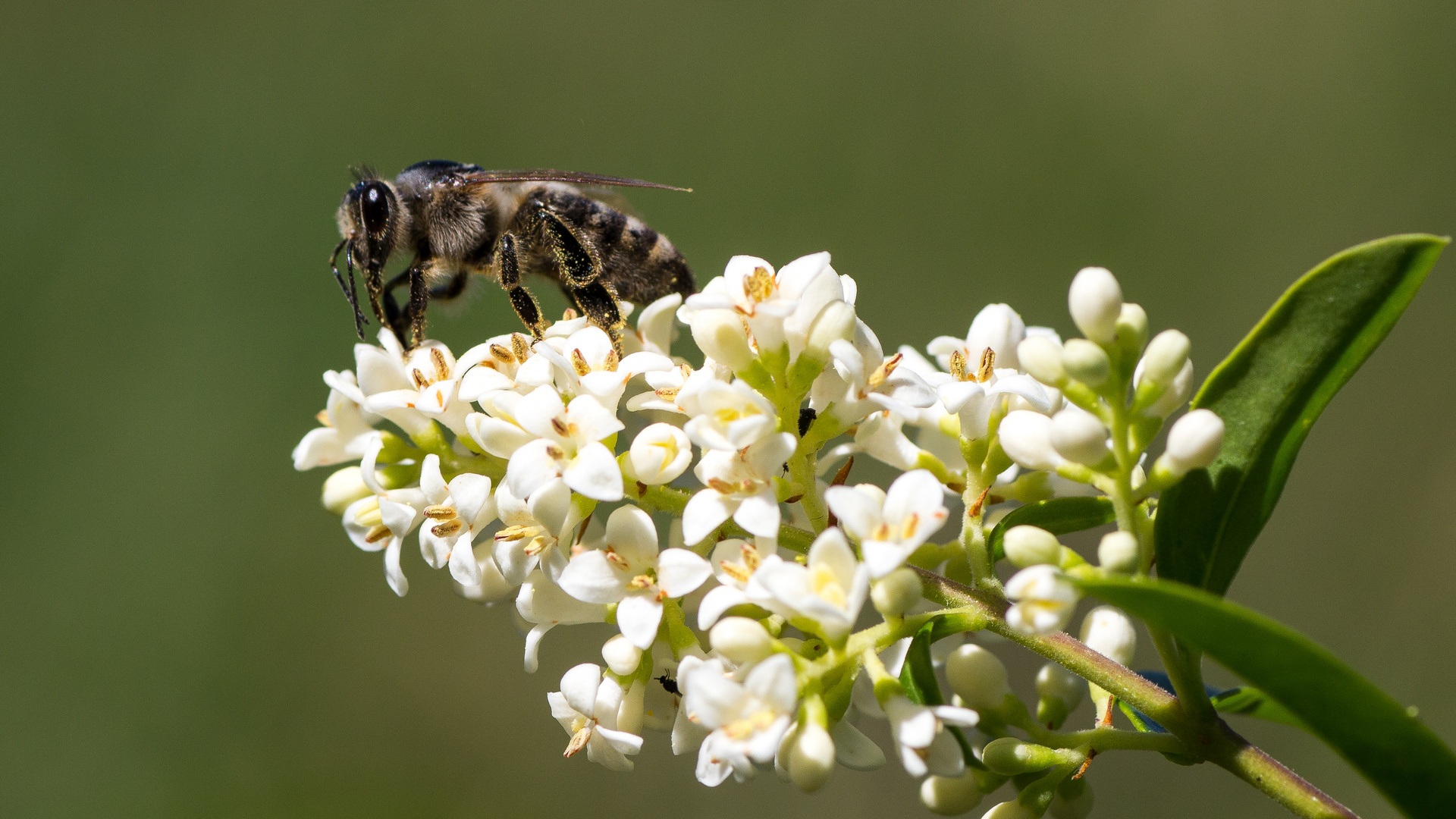 Die letzten Blüten