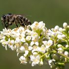 Die letzten Blüten