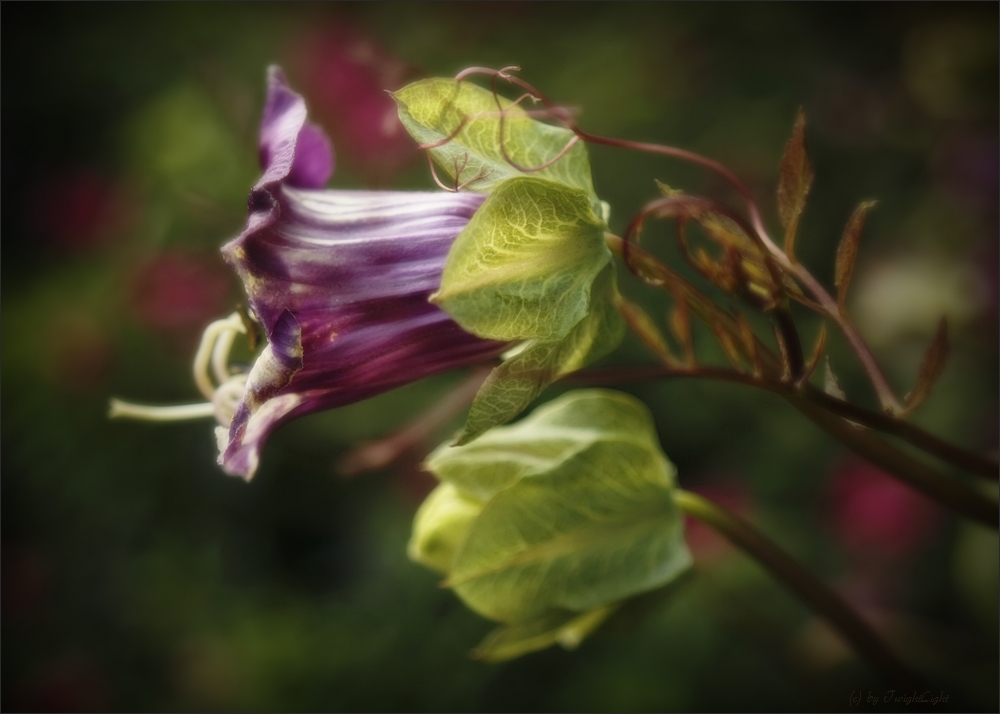 Die letzten Blüten