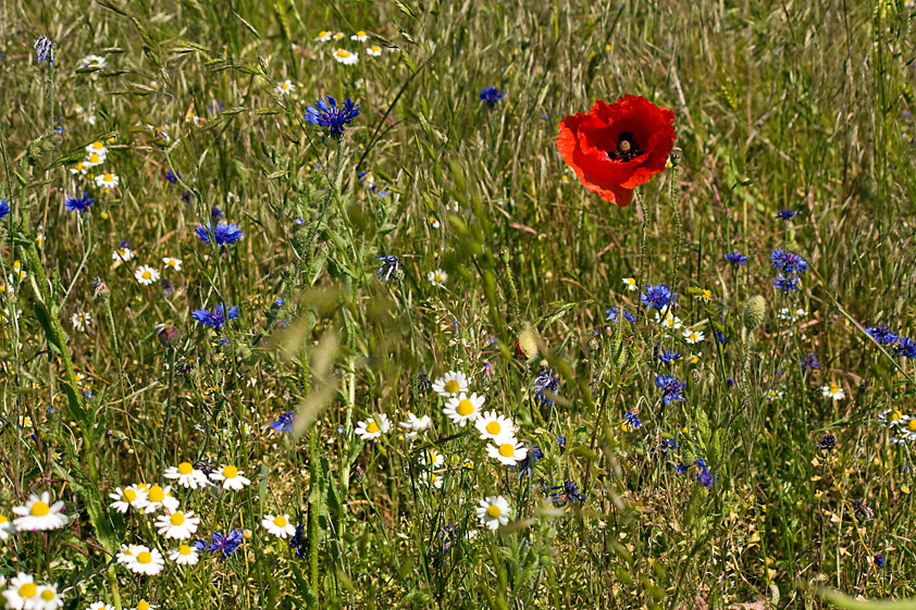 Die letzten Blüten.