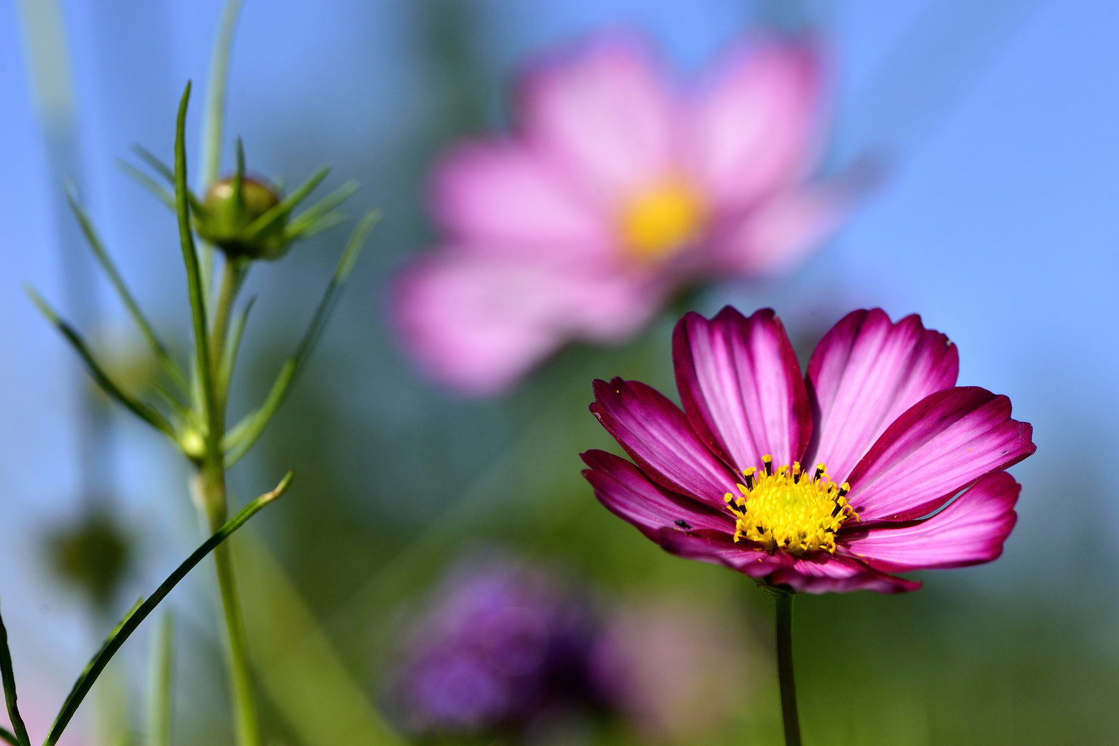 Die letzten Blüten.