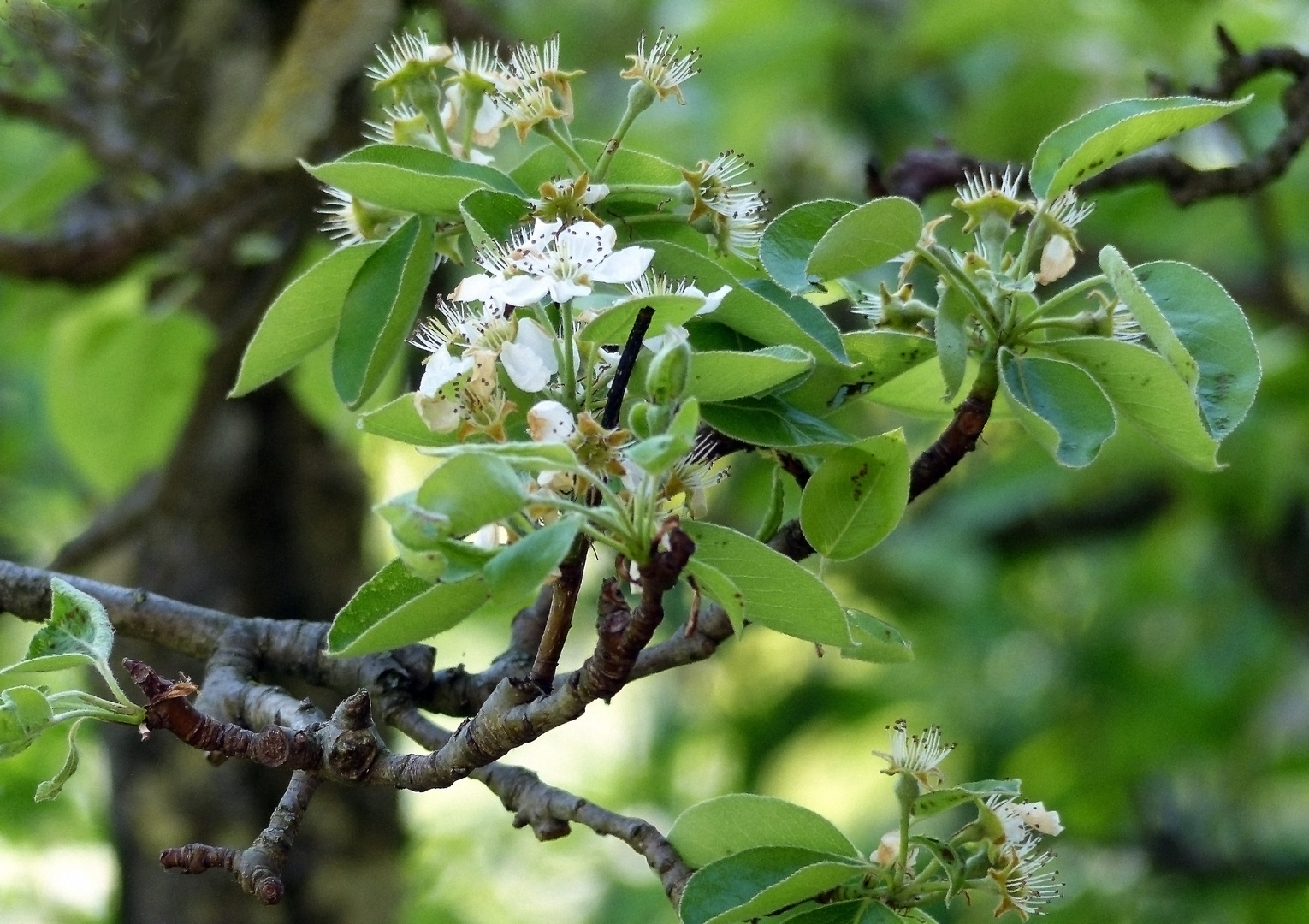 Die letzten Blüten am Birnbaum...