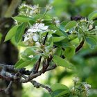 Die letzten Blüten am Birnbaum...