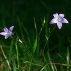 die letzten Blüten am Feld