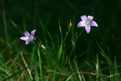 die letzten Blüten am Feld