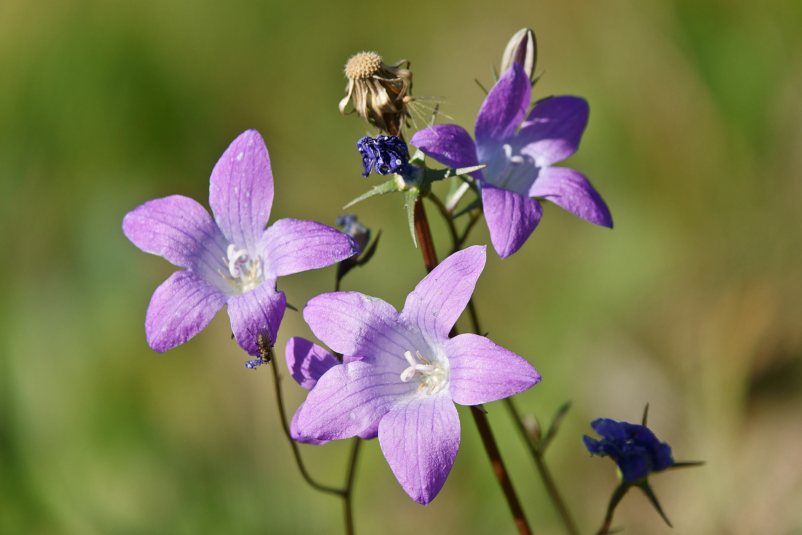 die letzten Blüten am Feld