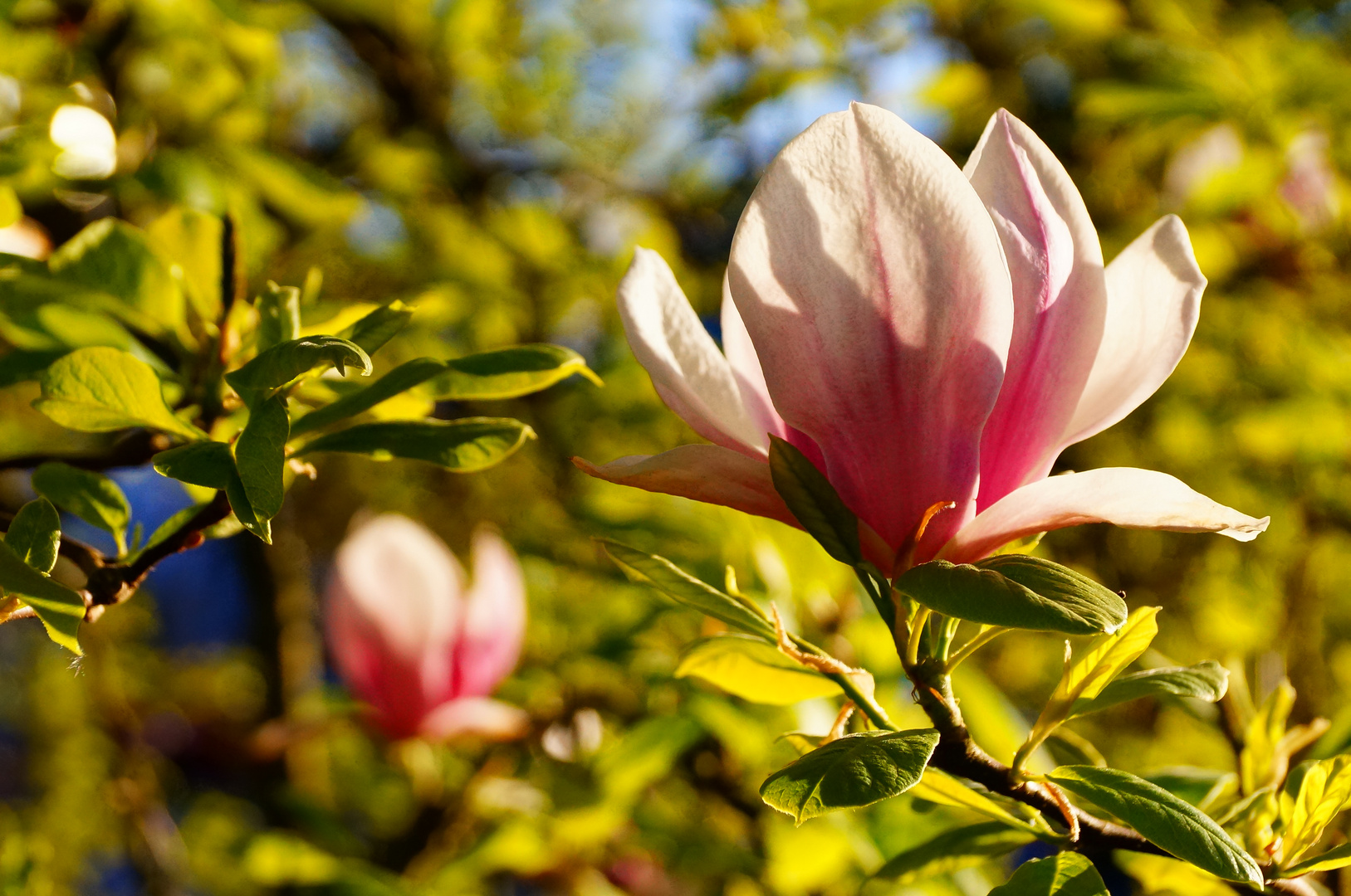 Die letzten Blüten am Magnolienbaum