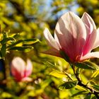 Die letzten Blüten am Magnolienbaum