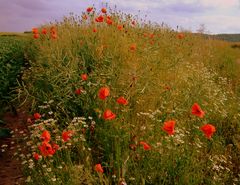 -Die letzten Blüten am Wegesrand-