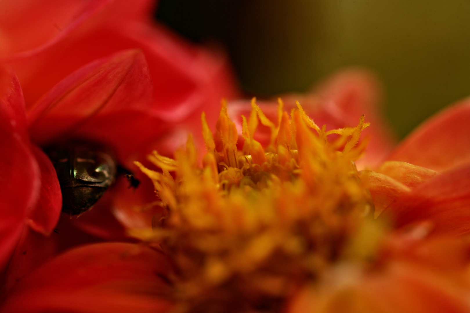 die letzten blüten