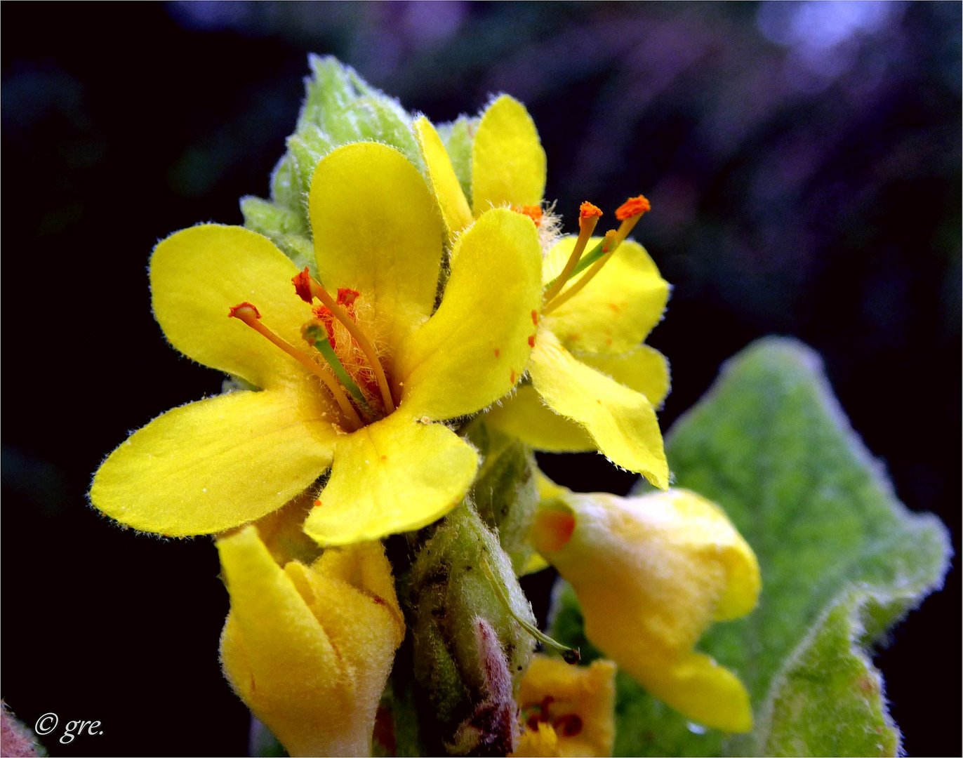 Die letzten Blüten