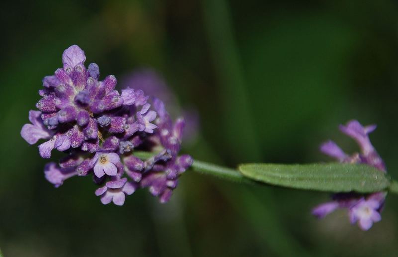 Die letzten Blüten...