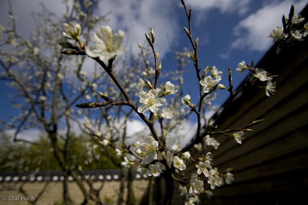 Die letzten Blüten