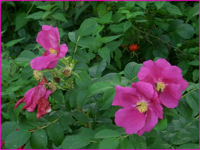 Die letzten Blüten der ....