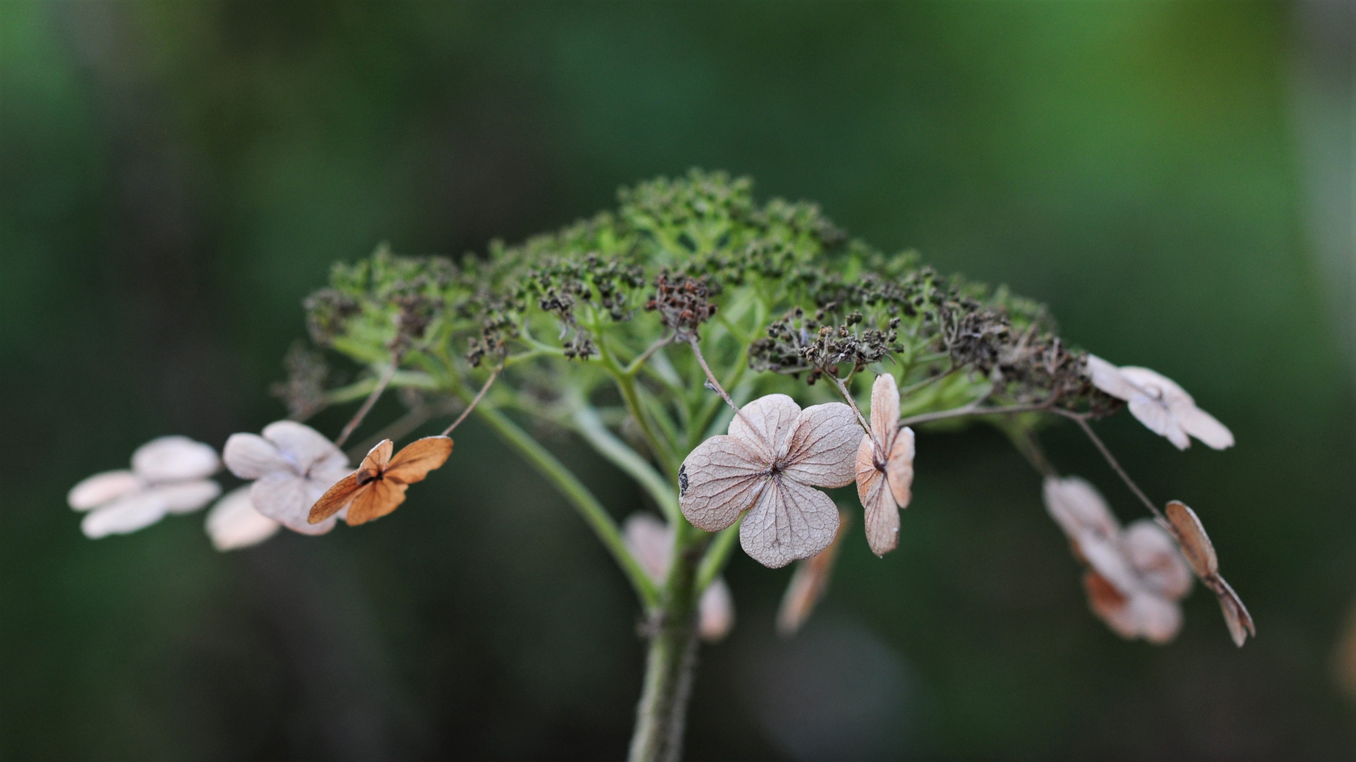 Die letzten Blüten der Hortensie 