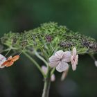 Die letzten Blüten der Hortensie 