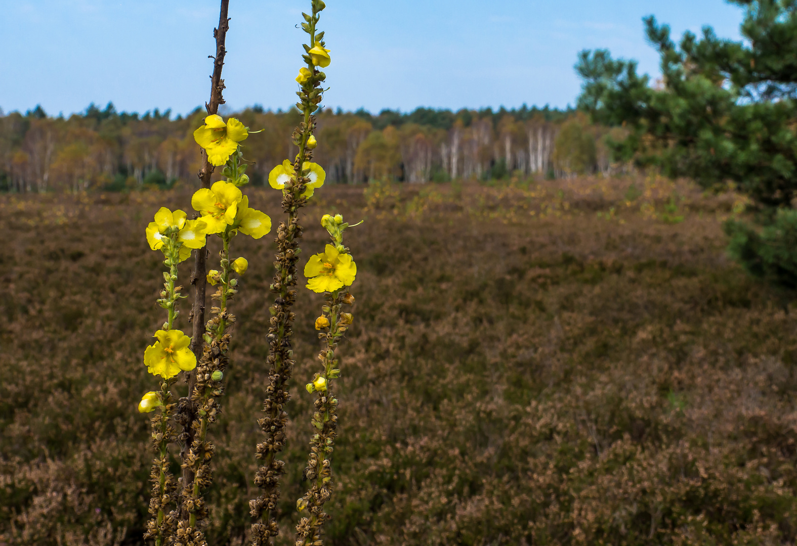 Die letzten Blüten der Königskerze ...