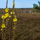 Die letzten Blüten der Königskerze ...