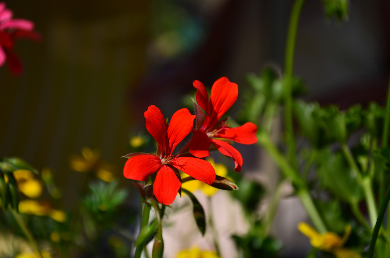 Die letzten Blüten des Frühjahrs