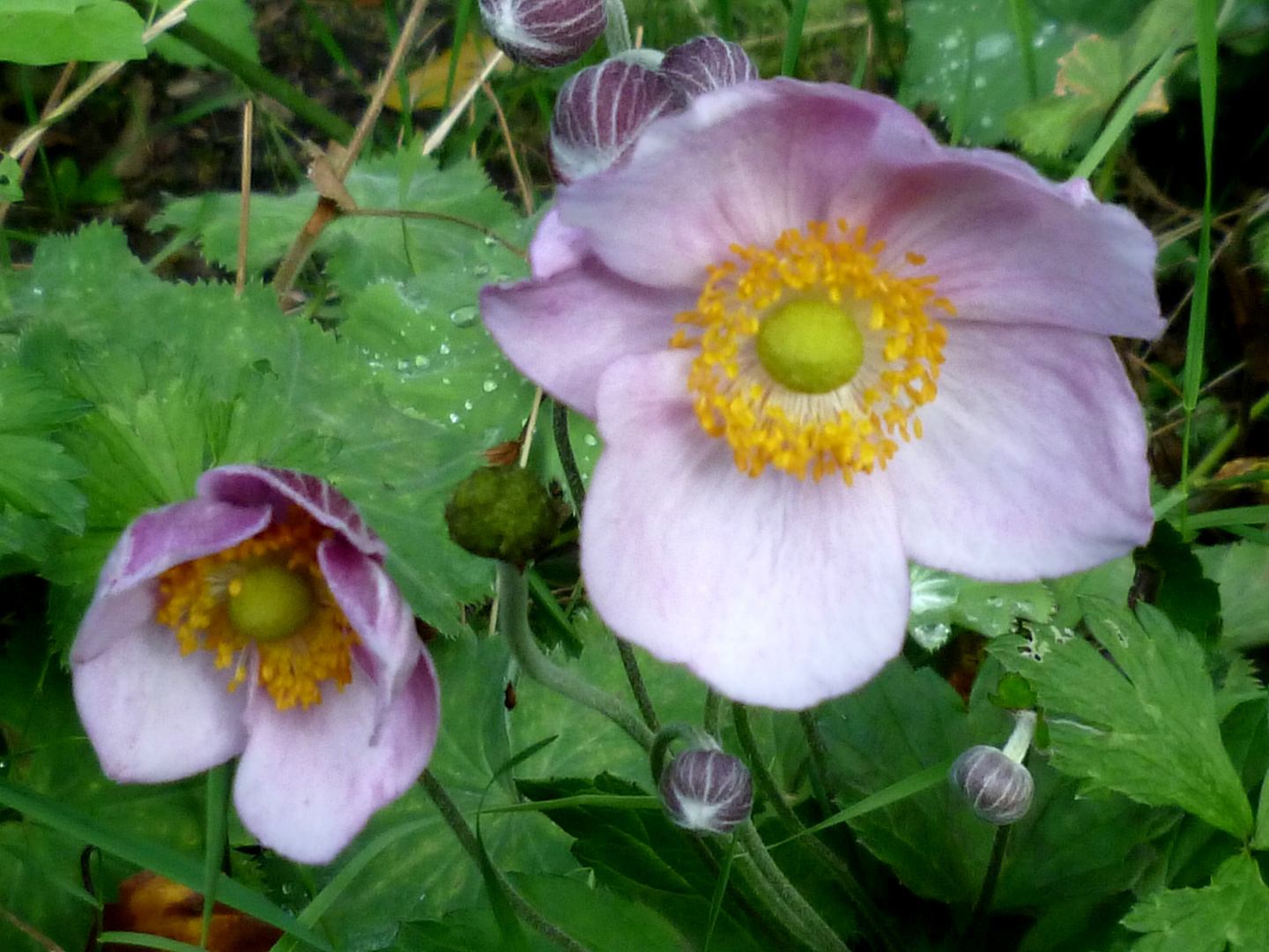 Die letzten Blüten des Sommers